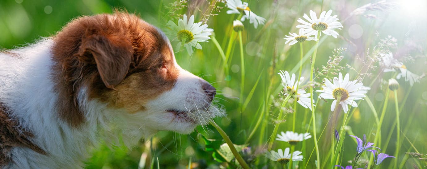  Australian Shepherd Hundekrankenversicherung berechnen