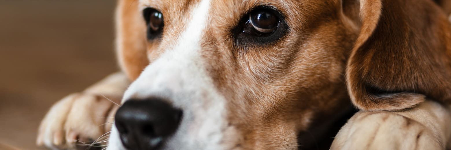  Beagle Hundekrankenversicherung berechnen