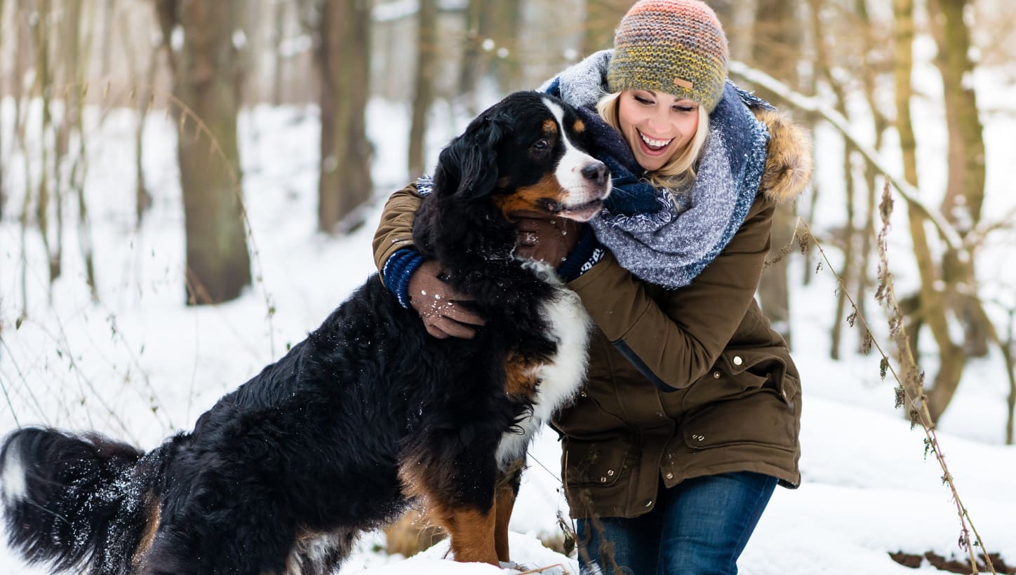 Berner Sennenhund Hundekrankenversicherung - aktuelle Informationen Berner Sennenhund Hundekrankenversicherung berechnen