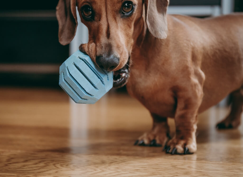  Dackel Hundekrankenversicherung berechnen