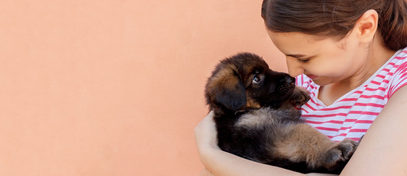 Deutscher Schäferhund Hundekrankenversicherung - aktuelle Informationen Deutscher Schäferhund Hundekrankenversicherung berechnen