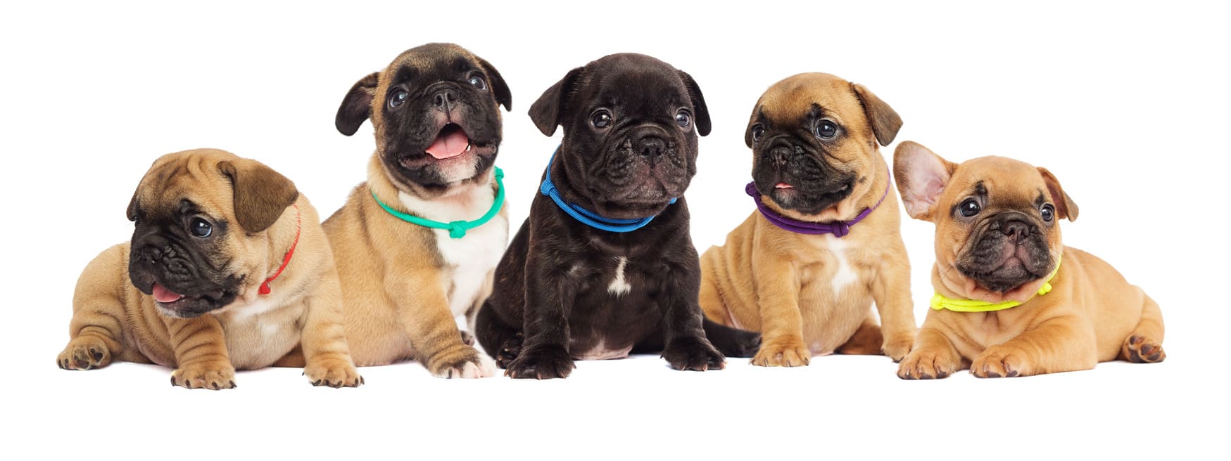  Franz&ouml;sische Bulldogge Hundekrankenversicherung berechnen