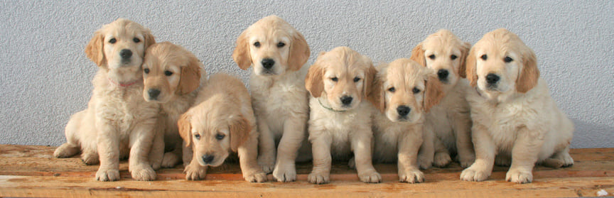 Golden Retriever Hundekrankenversicherung - aktuelle Informationen Golden Retriever Hundekrankenversicherung berechnen