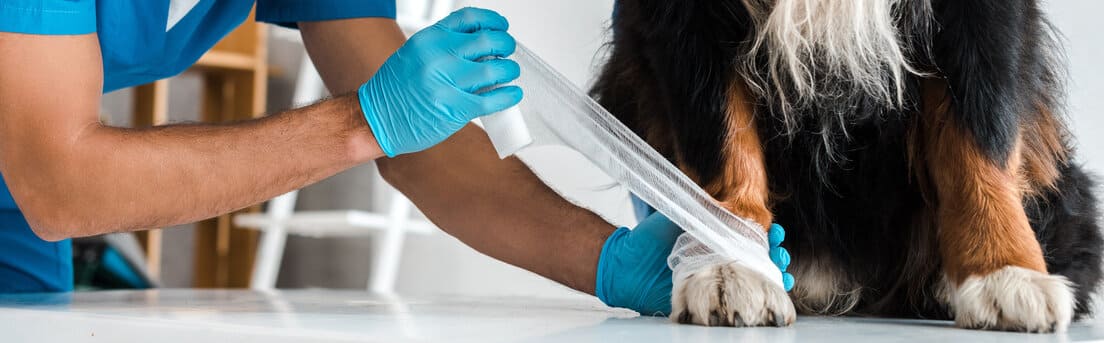 Wann braucht man eine Hundeversicherung Wann braucht man eine Hundeversicherung