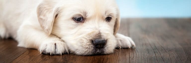 Hundekrankenversicherung Agila - aktuelle Informationen Hundekrankenversicherung Agila berechnen