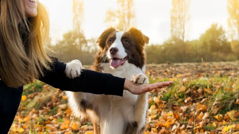  Hundekrankenversicherung Vollschutz berechnen