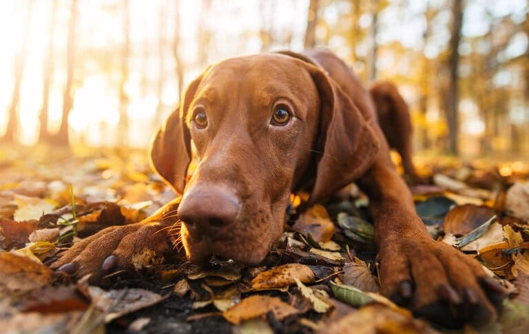 Hundekrankenversicherung Uelzener - aktuelle Informationen Hundekrankenversicherung Uelzener berechnen