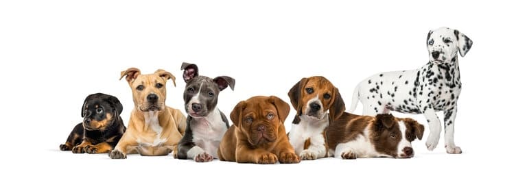 Hundekrankenversicherung DEVK - aktuelle Informationen Hundekrankenversicherung DEVK berechnen