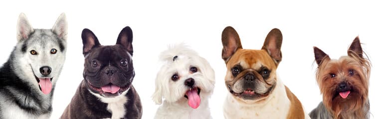  Hundekrankenversicherung günstig berechnen