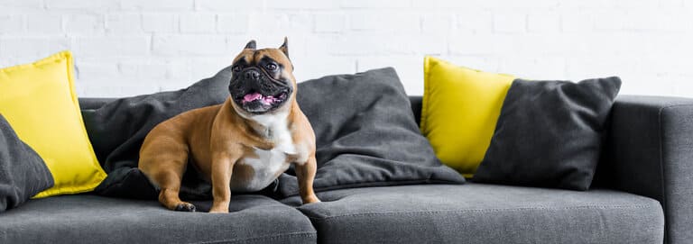  Hundekrankenversicherung mit Karte berechnen