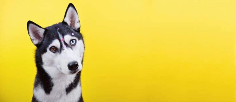 Hundekrankenversicherung Barmenia - aktuelle Informationen Hundekrankenversicherung Barmenia berechnen