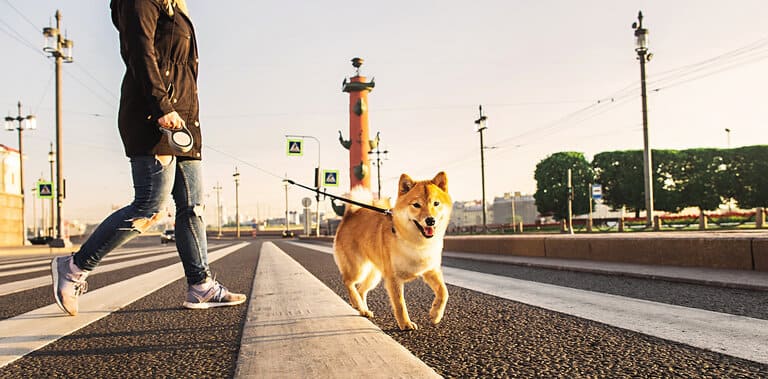  Hundekrankenversicherung ohne Wartezeit Vergleich berechnen