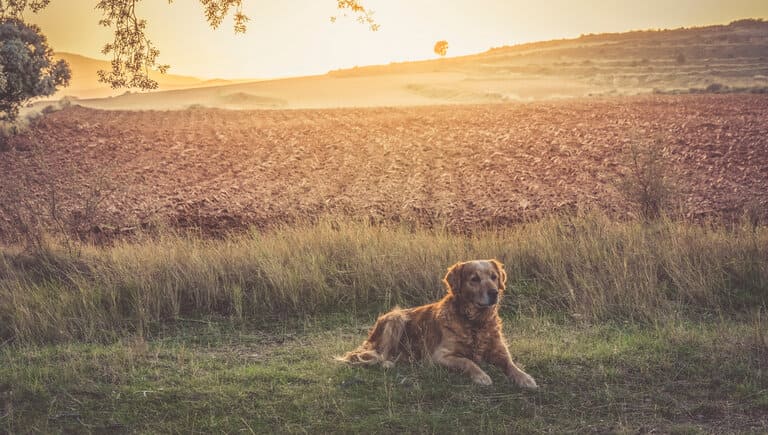 Hundekrankenversicherung für ältere Hunde ab 10 Jahre - aktuelle Informationen Hundekrankenversicherung für ältere Hunde ab 10 Jahre berechnen