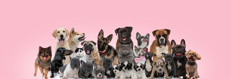  Hundekrankenversicherung LVM berechnen