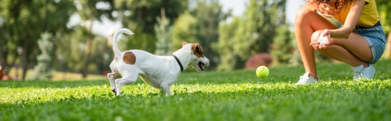 Hundekrankenversicherung Ergo - aktuelle Informationen Hundekrankenversicherung Ergo berechnen