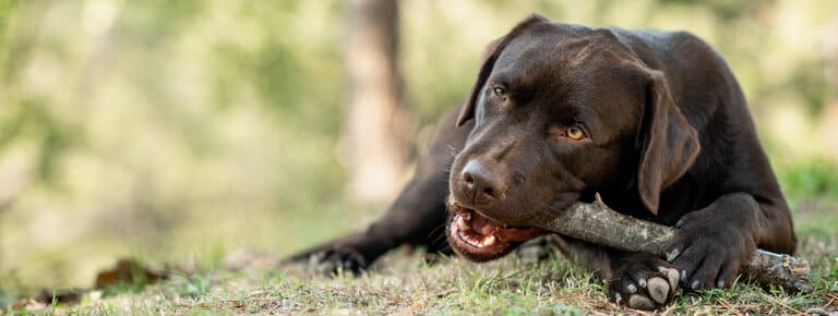 GHV Hundekrankenversicherung - aktuelle Informationen GHV Hundekrankenversicherung berechnen