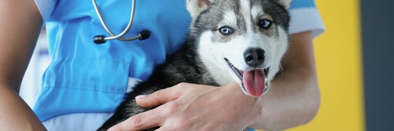 Hundekrankenversicherung für ältere Hunde - aktuelle Informationen Hundekrankenversicherung für ältere Hunde berechnen