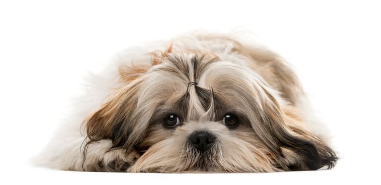  Hundekrankenversicherung Generali berechnen