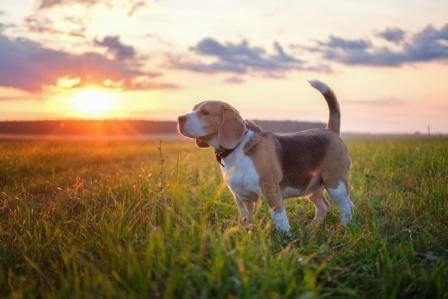 Hundekrankenversicherungen Anbieter Hundekrankenversicherungen Anbieter