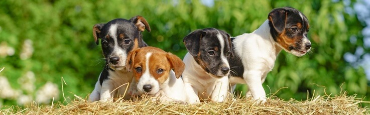 Hundekrankenversicherungen sollte am besten möglichst frühzeitig abgeschlossen werden, auch schon für Welpen Hundekrankenversicherungen sollte am besten möglichst frühzeitig abgeschlossen werden, auch schon für Welpen