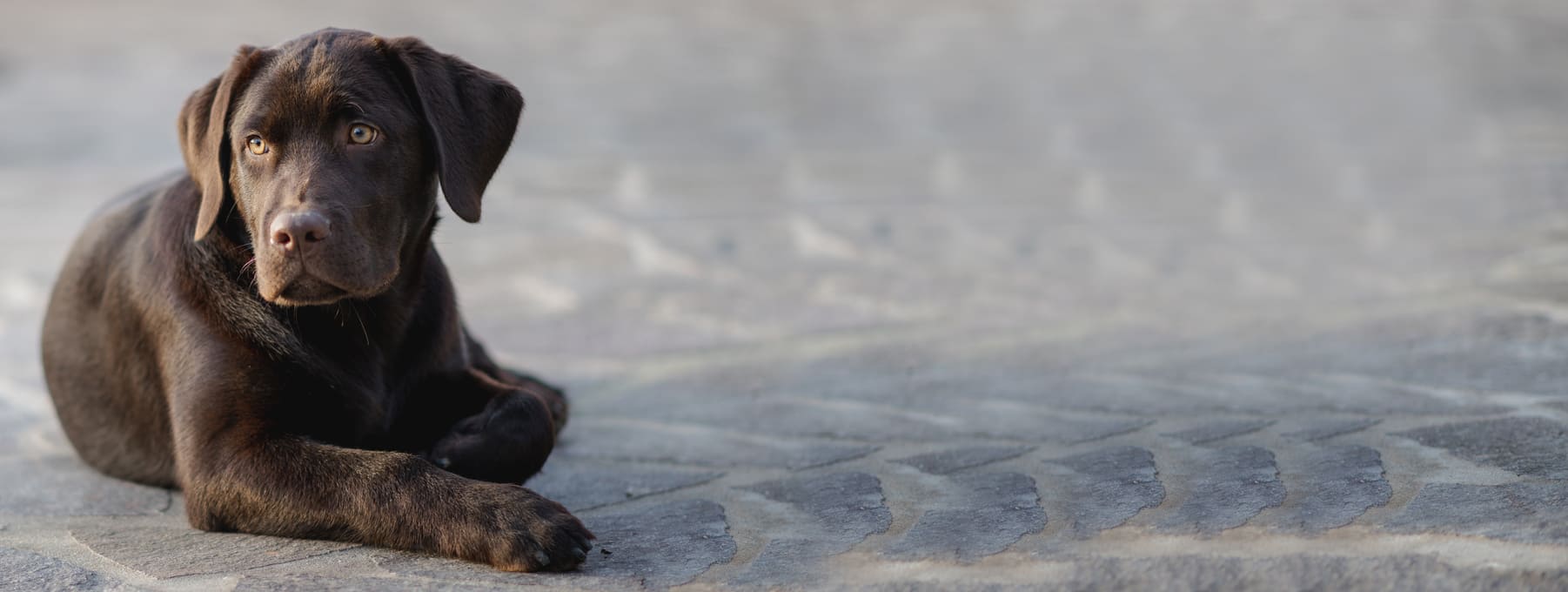 Labrador Retriever Hundekrankenversicherung - aktuelle Informationen Labrador Retriever Hundekrankenversicherung berechnen