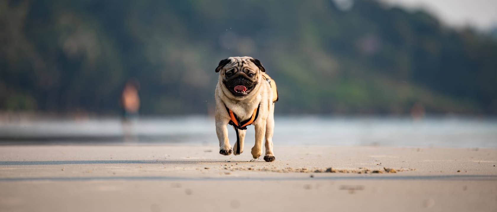 Mops Hundekrankenversicherung - aktuelle Informationen Mops Hundekrankenversicherung berechnen
