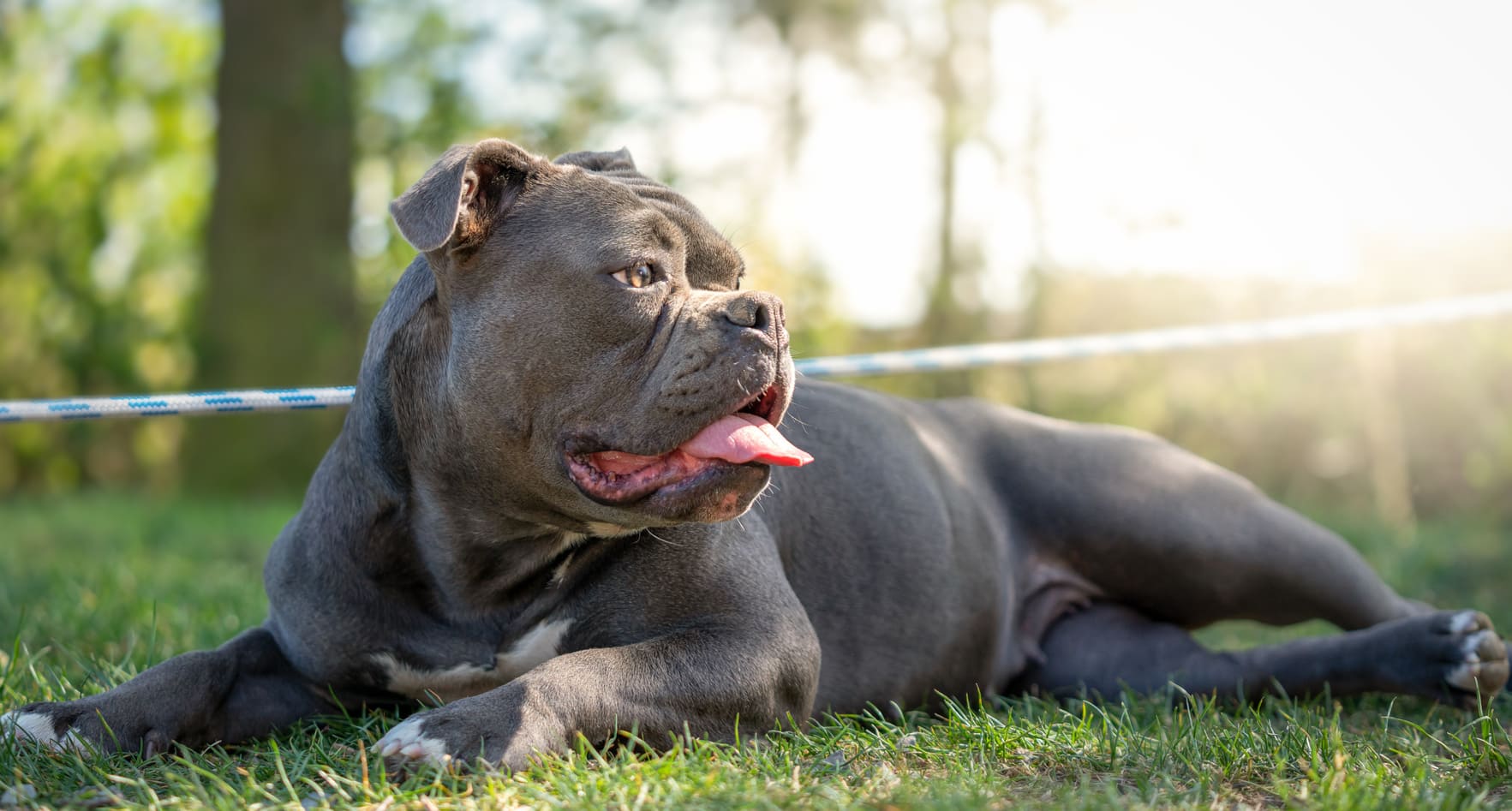  Olde English Bulldogge Hundekrankenversicherung berechnen