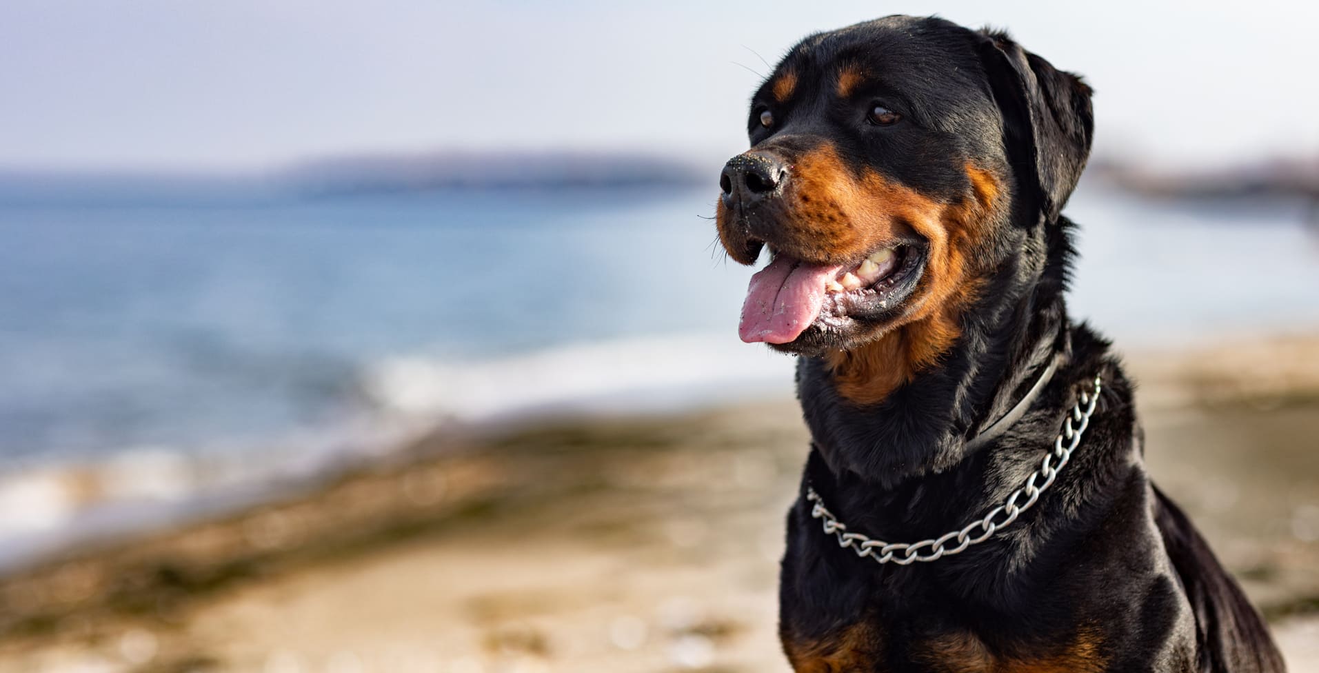 Rottweiler Hundekrankenversicherung - aktuelle Informationen Rottweiler Hundekrankenversicherung berechnen